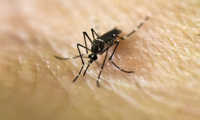 Mueren 49 en México a causa del dengue