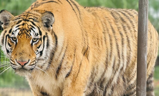 Escapa tigre de zoológico de Reynosa