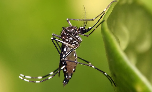 Victoria encabeza el dengue en Tamaulipas