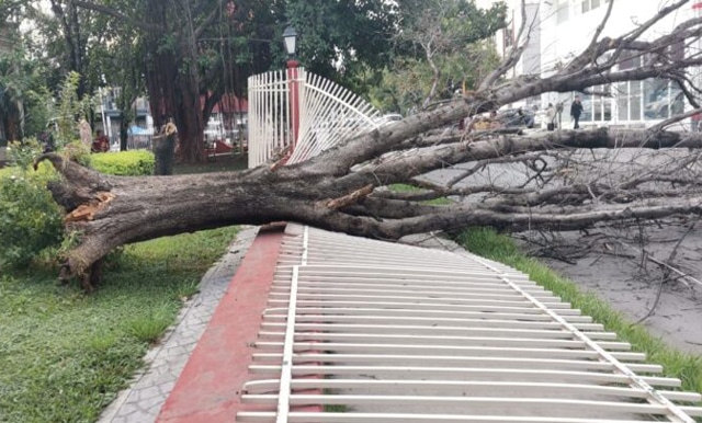 Cae árbol seco de la Casa del Arte y hace un caos vial