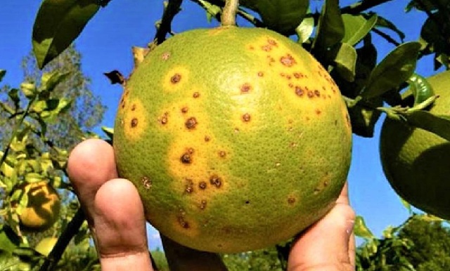 Alertan por plaga en limones de Tamaulipas